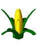 maiz-004.gif