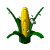 maiz-006.gif