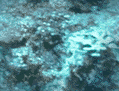 fondo-azul-verdoso-021.gif