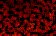 fondo-rojo-001.jpg