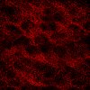 fondo-rojo-062.jpg