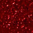 fondo-rojo-088.jpg