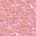 fondo-rosa-013.gif