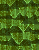 fondo-verde-003.gif