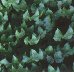 fondo-verde-011.jpg