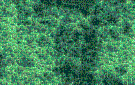 fondo-verde-017.gif
