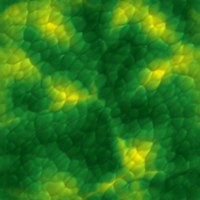 fondo-verde-076.jpg