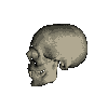 calaveras-y-esqueletos-119.gif