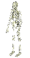 calaveras-y-esqueletos-202.gif