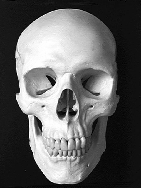 calaveras-y-esqueletos-276.jpg