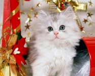 navidad-animales-gatos-002.jpg