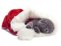 navidad-animales-gatos-003.jpg