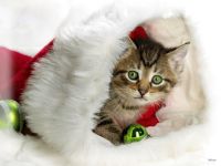 navidad-animales-gatos-004.jpg