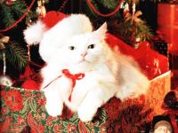 navidad-animales-gatos-006.jpg