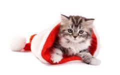 navidad-animales-gatos-009.jpg