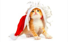 navidad-animales-gatos-010.jpg