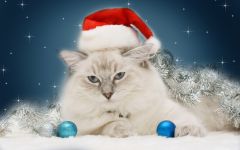 navidad-animales-gatos-011.jpg
