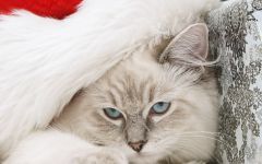 navidad-animales-gatos-012.jpg