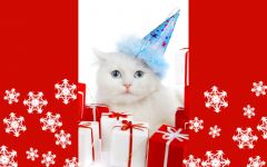 navidad-animales-gatos-013.jpg