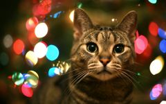 navidad-animales-gatos-014.jpg