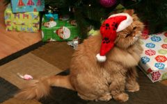 navidad-animales-gatos-015.jpg