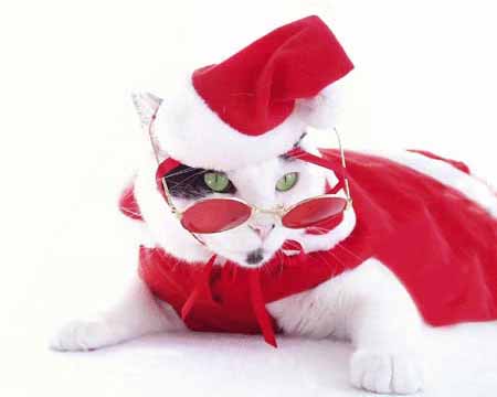 navidad-animales-gatos-016.jpg