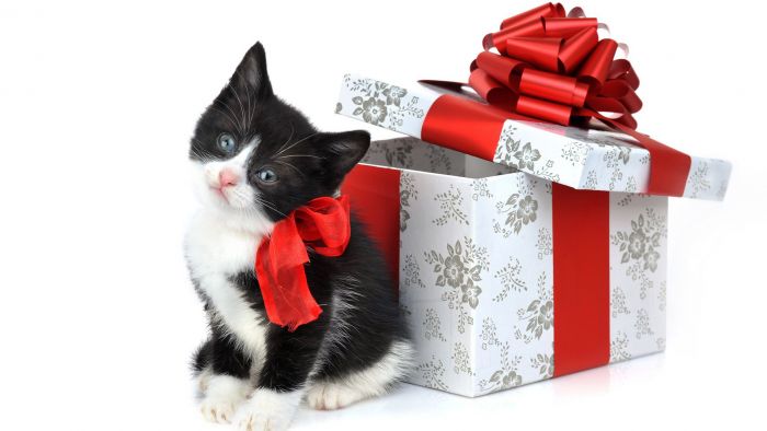 navidad-animales-gatos-017.jpg
