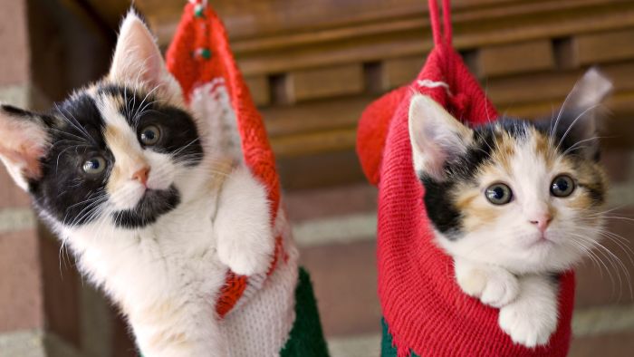 navidad-animales-gatos-018.jpg