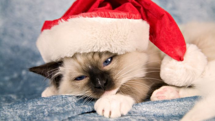 Imágenes GIF de gatos y gatitos en Navidad