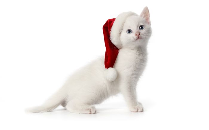navidad-animales-gatos-021.jpg
