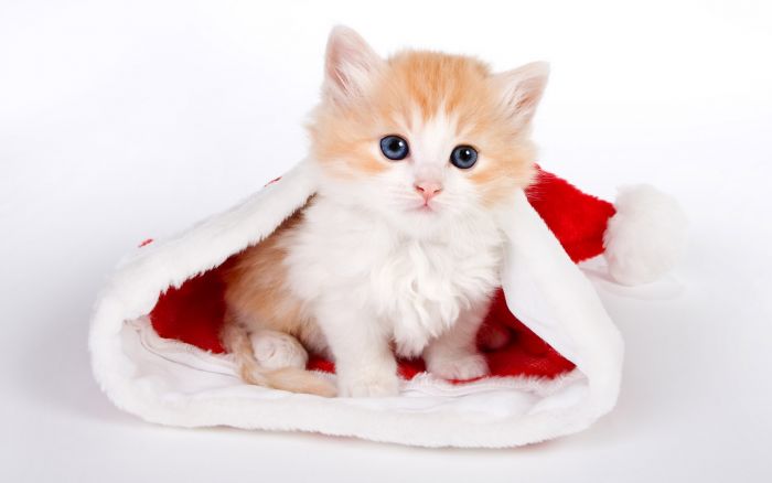 navidad-animales-gatos-022.jpg