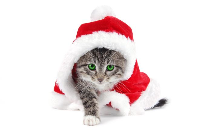 navidad-animales-gatos-023.jpg