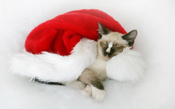 navidad-animales-gatos-024.jpg