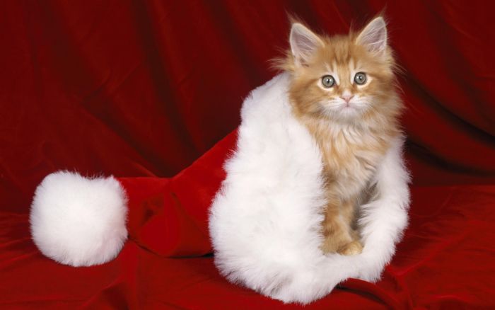 navidad-animales-gatos-025.jpg