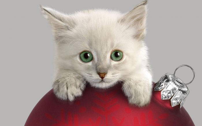 navidad-animales-gatos-026.jpg