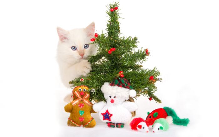 navidad-animales-gatos-027.jpg