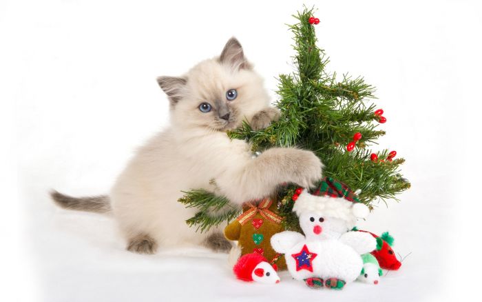 navidad-animales-gatos-028.jpg