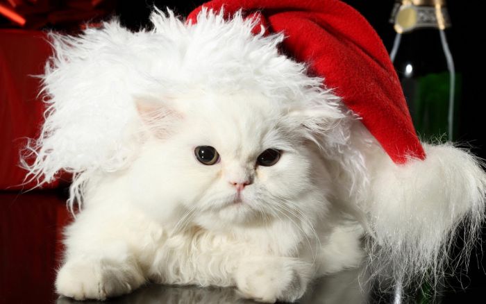 navidad-animales-gatos-029.jpg