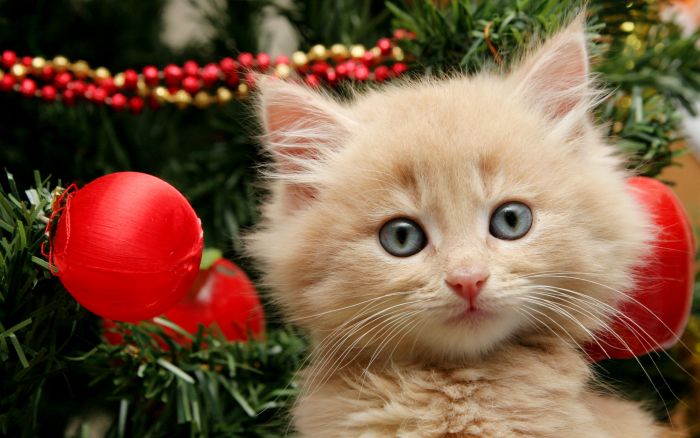 navidad-animales-gatos-030.jpg