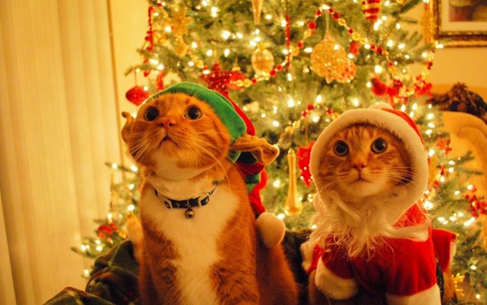 navidad-animales-gatos-031.jpg