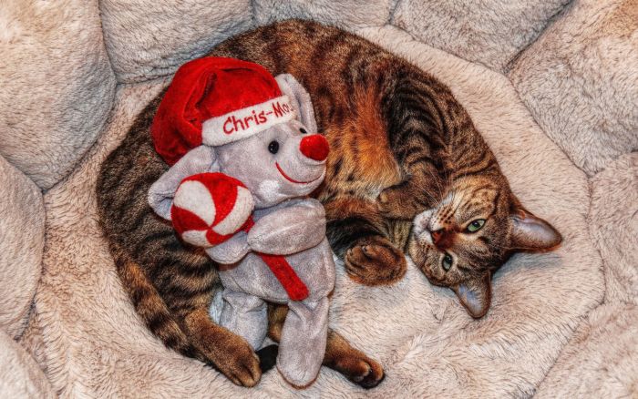 navidad-animales-gatos-032.jpg