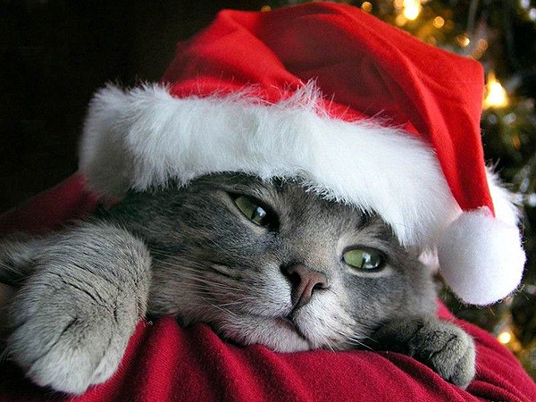 navidad-animales-gatos-033.jpg