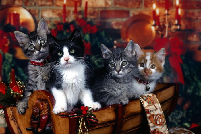navidad-animales-gatos-035.jpg