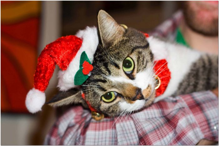navidad-animales-gatos-036.jpg