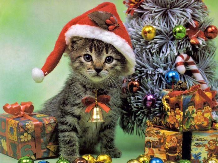 navidad-animales-gatos-037.jpg