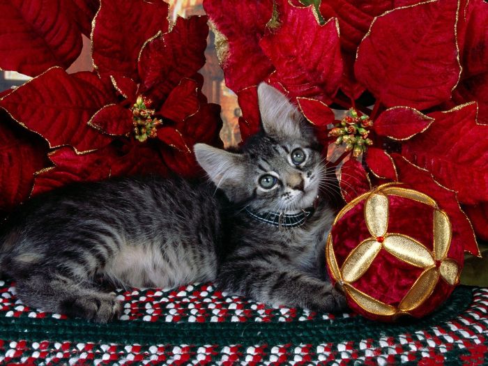 navidad-animales-gatos-038.jpg