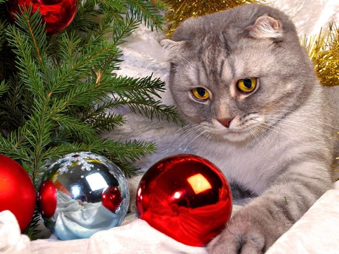 navidad-animales-gatos-039.jpg