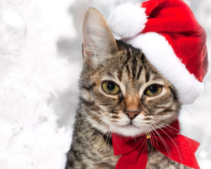 navidad-animales-gatos-040.jpg