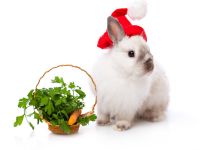 navidad-animales-varios-001.jpg