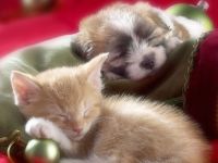 navidad-animales-varios-002.jpg